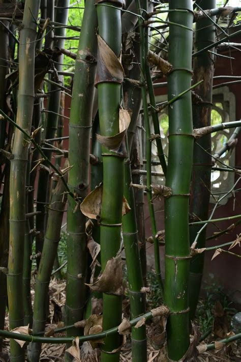 竹|竹类植物